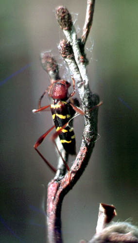 Neoclytus acuminatus (Col. Cerambycidae)